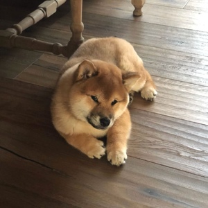 IMG-20180411-WA0002