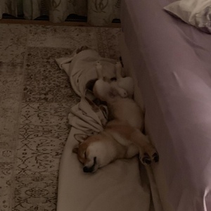IMG-20190215-WA0010