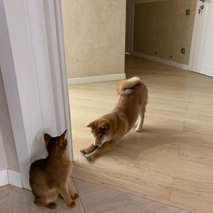 IMG-20190305-WA0005