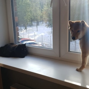 IMG-20190320-WA0001