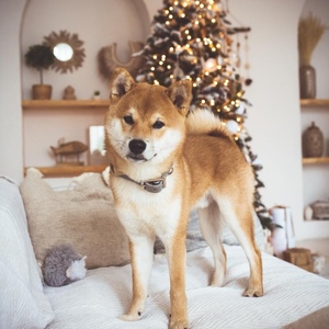 IMG-20191201-WA0000