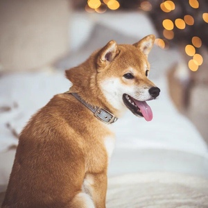 IMG-20191201-WA0017