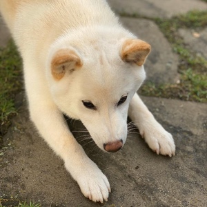 IMG-20200505-WA0034