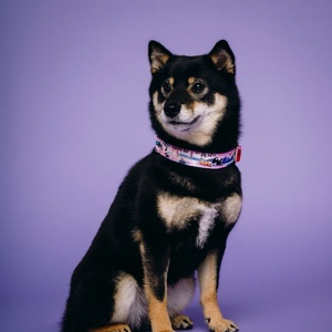 1bc786ac-3737-46e1-ad6c-6194d8ad42ee