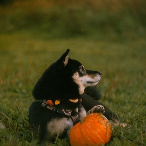 3a2b781e-78c9-4e0f-8dc0-ca7efe06f8f3