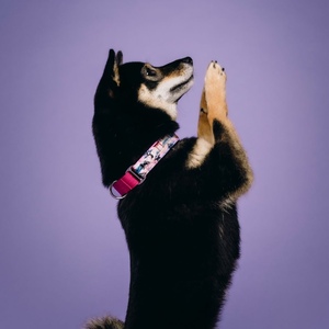 550dc2be-af3e-4ed6-953d-91653558540e