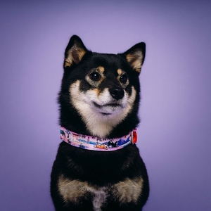 cbdf84c7-1f61-4243-a499-f9b3871b67ef