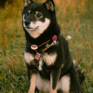 ee64bc6b-5b78-478f-9bfc-e62971f122b2