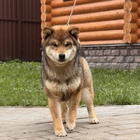 6 месяцев