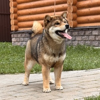 6 месяцев