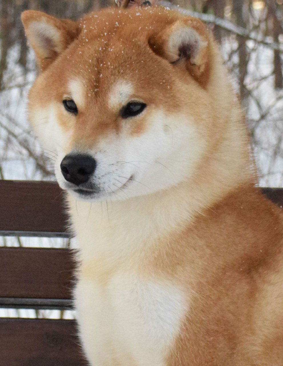 Питомник Сиба-Ину Гриншик