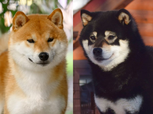 ДЕМИШСТАР РАЙГО ФУСАИ + ГРИНШИК ГАНСЭКИ