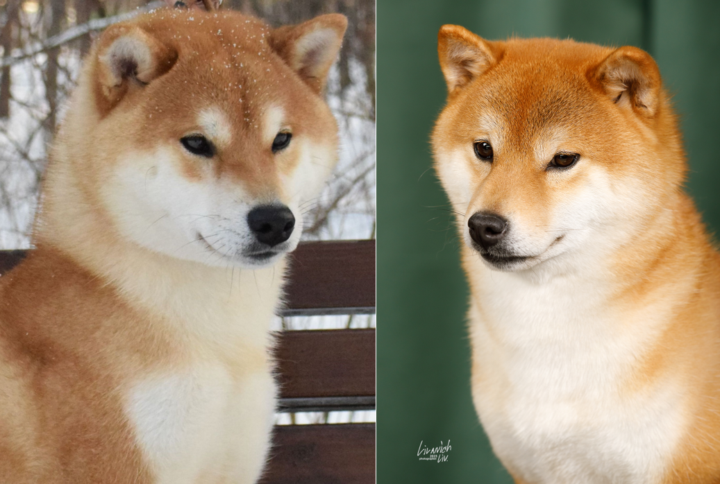 ДЕМИШСТАР ШИШИМАРУ + ГРИНШИК ЭЙГА