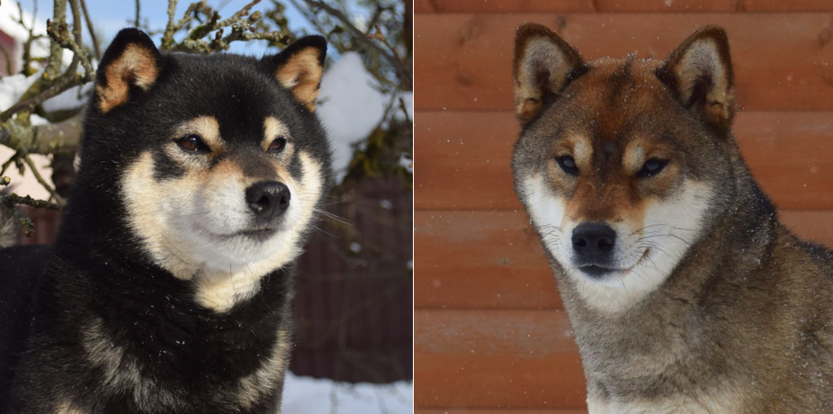 ГРИНШИК МИНОРУ + БИЮ ГОМАДА ГО ДИНАРИКА