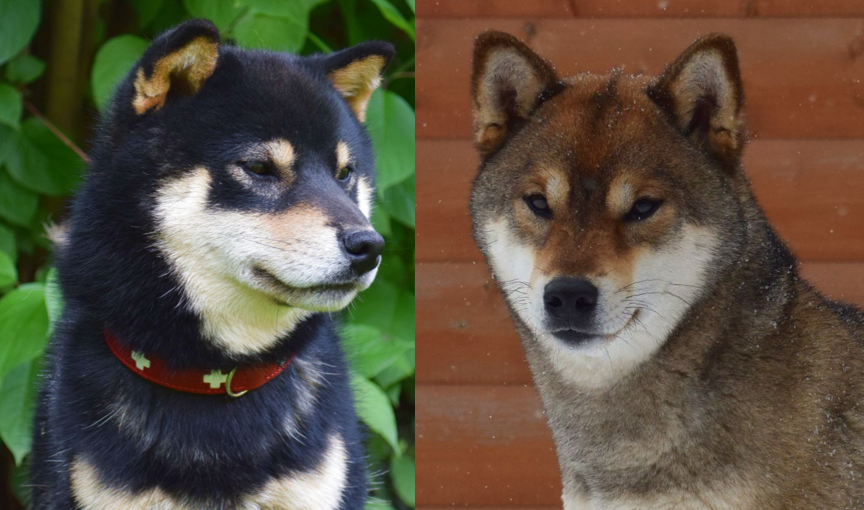 ГРИНШИК МИНОРУ + БИЮ ГОМАДА ГО ДИНАРИКА